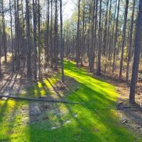 Amite County Hunting Land for Sale images 5