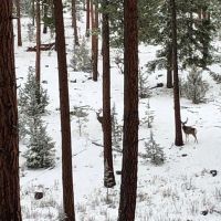 Allen Creek Hunting Retreat images 3