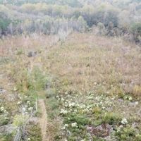 Marion County Homesites Available Up to 76 - Acres Near Hamilton AL images 5
