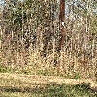 Pevoto Road Tract Calcasieu Parish 83 Acres images 3