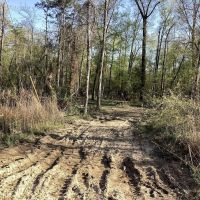 Pevoto Road Tract Calcasieu Parish 83 Acres images 4