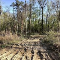 Pevoto Road Tract Calcasieu Parish 83 Acres images 5