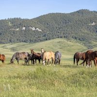 Plum Creek Ranch
