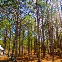 Mineral Springs Farm images 5