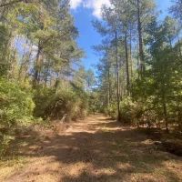 26 acres- Mature Timber- Salem School District images 3