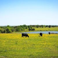 177 ac Chadwick Hogan Rd Chappell Hill TX 77426