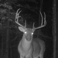20 Acres of Recreational or Residential Land for Sale in Pittsylvania County VA images 5