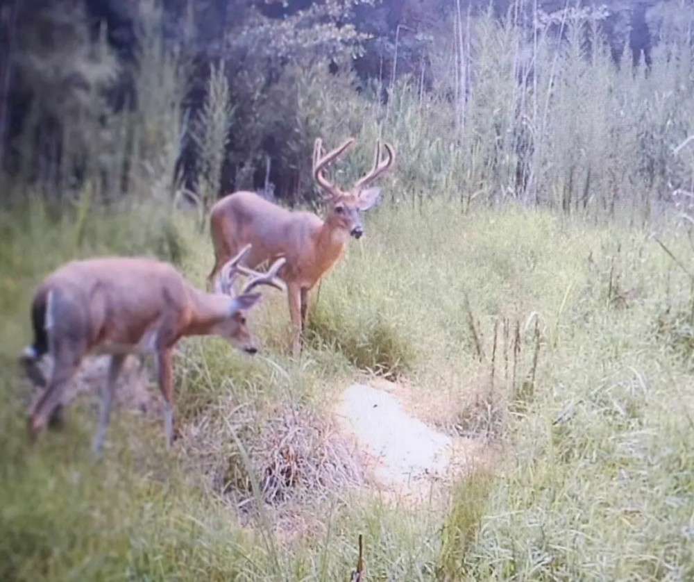 88.74 acre Turn Key Hunting and Investment Land For Sale in Washington County NC featured image