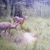 88.74 acre Turn Key Hunting and Investment Land For Sale in Washington County NC