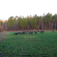 88.74 acre Turn Key Hunting and Investment Land For Sale in Washington County NC images 2