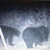 88.74 acre Turn Key Hunting and Investment Land For Sale in Washington County NC images 3