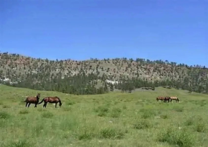Black Hills Angostura Ranch featured image