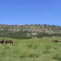 Black Hills Angostura Ranch