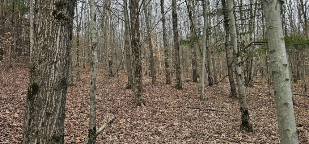 22 acre Hunting and Recreational Property in Erin NY Thayer Rd featured image