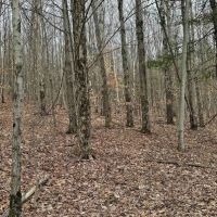22 acre Hunting and Recreational Property in Erin NY Thayer Rd