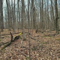 22 acre Hunting and Recreational Property in Erin NY Thayer Rd images 2