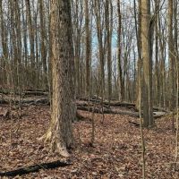 22 acre Hunting and Recreational Property in Erin NY Thayer Rd images 3