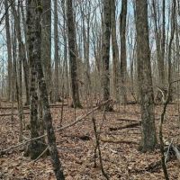 22 acre Hunting and Recreational Property in Erin NY Thayer Rd images 4