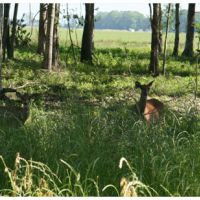100% Kill Guaranteed Big Buck Ranch on 300+ Acres in Eastern Louisiana