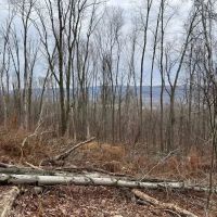 Bald Eagle Escape images 5