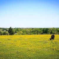103 acres Chadwick Hogan Rd Chappell Hill TX 77426 images 4