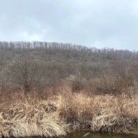 71 acres Hunting Land with Cabin and Creek near Alma Pond in Alma NY County Road 38 images 3