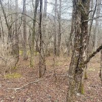 71 acres Hunting Land with Cabin and Creek near Alma Pond in Alma NY County Road 38 images 5