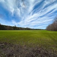 59 Acre Working Farm and Hunting Land for Sale in Suffolk Virginia images 2