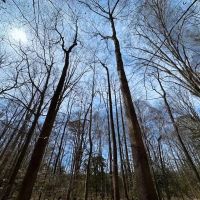 59 Acre Working Farm and Hunting Land for Sale in Suffolk Virginia images 4