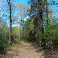 74 acres near Davy Crockett National Forest images 2