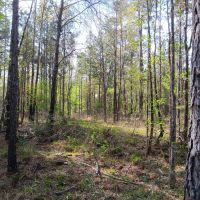 74 acres near Davy Crockett National Forest images 3