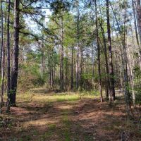 74 acres near Davy Crockett National Forest images 4