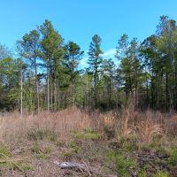 74 acres near Davy Crockett National Forest images 5
