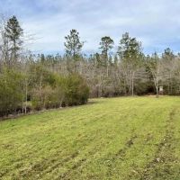 Escambia Creek Hunting and Timber Investment images 3
