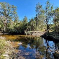 Escambia Creek Hunting and Timber Investment images 5