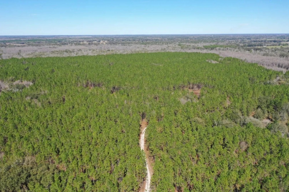 Madison Forest featured image