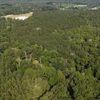 68 Acres in Covington County in Mt. Olive MS images 3