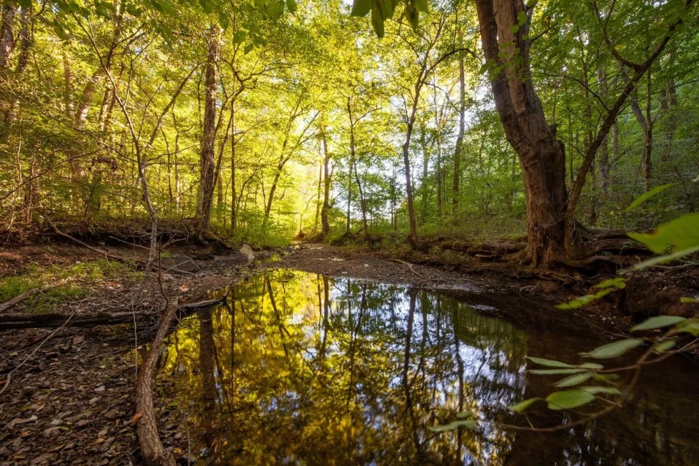 266.03 Acres in Williamson County Tennessee featured image