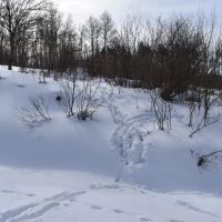 Morgan Hollow images 2