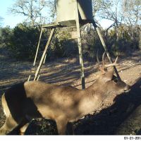 175 Acre Season Lease NW Gillespie County / INACTIVE/ LEASED