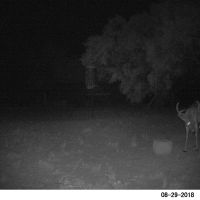 Front porch buck 2
