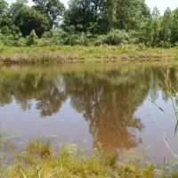 Twin Ponds Secluded Cabin on 39.45 acres images 5