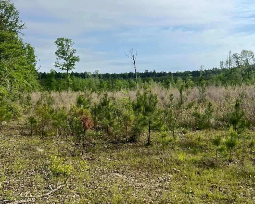 Jackson Parish Timber Tract 8 featured image