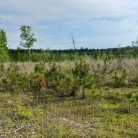 Jackson Parish Timber Tract 8