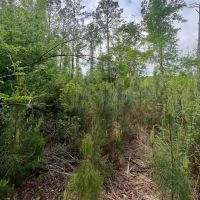 Jackson Parish Timber Tract 8 images 3