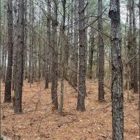 85.5 Acres in Neshoba County in Union MS images 2