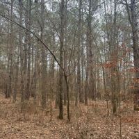 85.5 Acres in Neshoba County in Union MS images 4