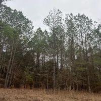 85.5 Acres in Neshoba County in Union MS images 5