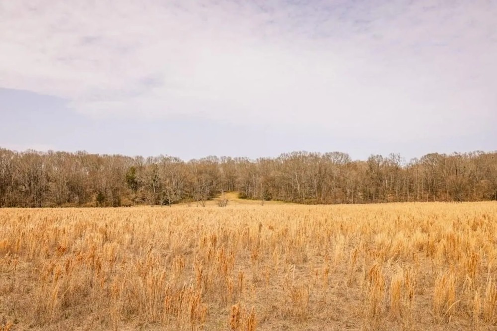 Land for Sale in Warren County MS featured image