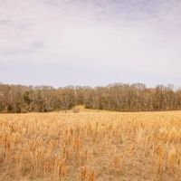 Land for Sale in Warren County MS
